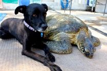Keeping watch of her little buddy 'Laura' the 60kg green turtle