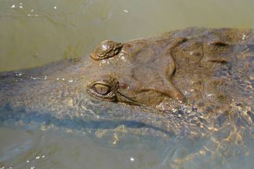 Freshwater crocodile on our crocodile camp in Cape York.